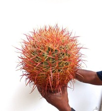 Ferocactus chrysacanthus