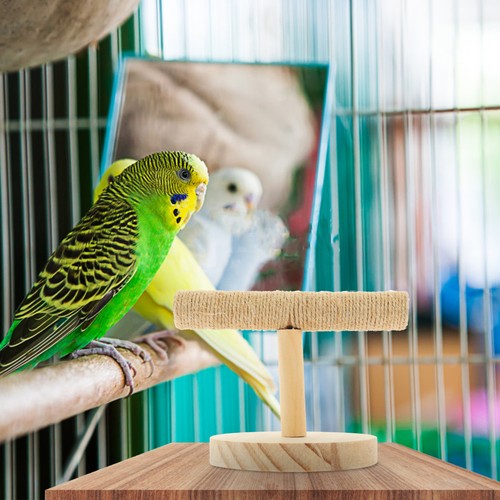 Cockatiels training standing - cockatiels,