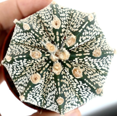 Astrophytum superkabuto - superkabuto, x