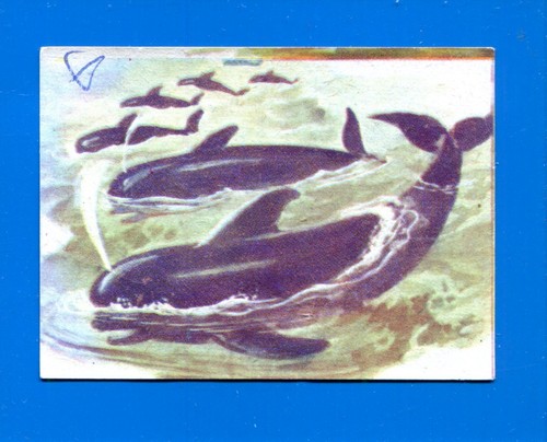 Animali lampo 1964 - animali,
