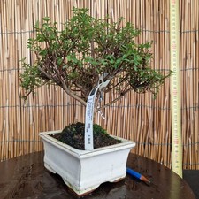Bonsai di Azalea h 27cm Visita