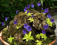 SEMI PINGUICULA GRANDIFLORA - PIANTA CARNIVORA, 10 semi