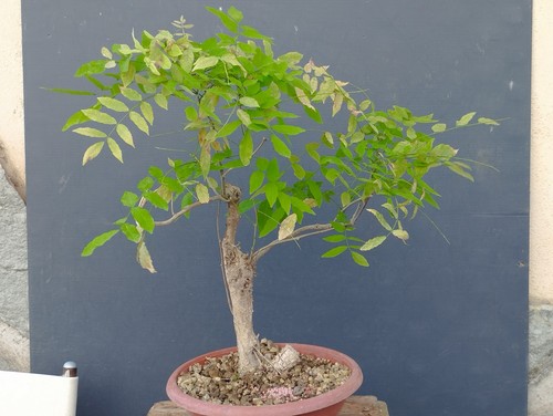 Bonsai glicine 40x30cm in - di,