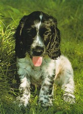 Cartolina Cocker Spaniel *