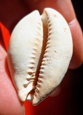 GASTÉROPODE FOSSILE MIOCÈNE