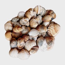 LOTTO 50 CONCHIGLIE DI MARE