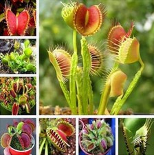 Dionaea muscipula 100 Pezzi