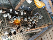 24Uova Feconde Quaglie Jumbo