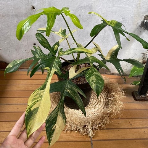 Philodendron florida beauty - philodendron,