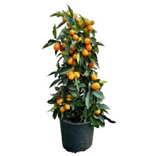 Piramide di Kumquat Fortunella