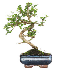 Bonsai Carmona - Bonsai Tè del Fukien Tè Coreano - Piante Vere da Appartamento