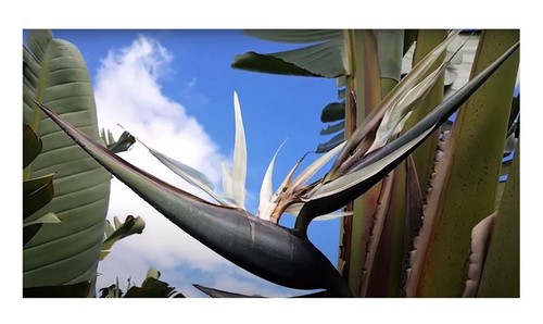 Piante giardino - piante,