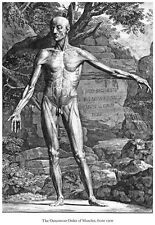 Poster ML51 Vintage Anatomia