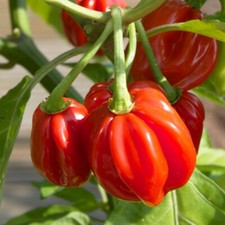 Red Scotch Bonnet Pepper Seeds