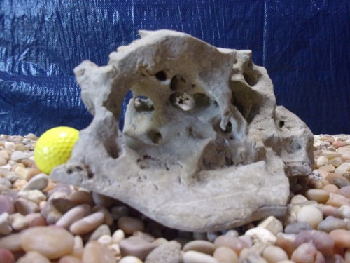 Texas holey rock - 06#, texas/tn
