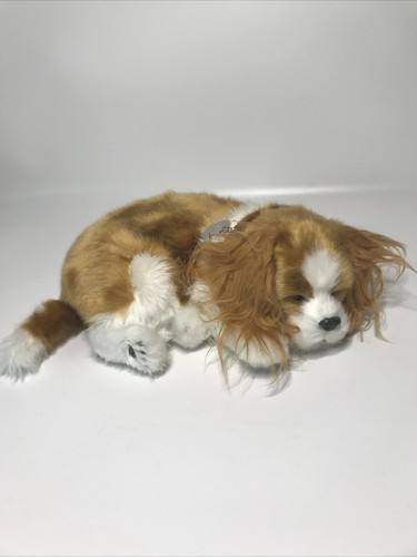 Perfetto petzzz cavalier king - perfetto,