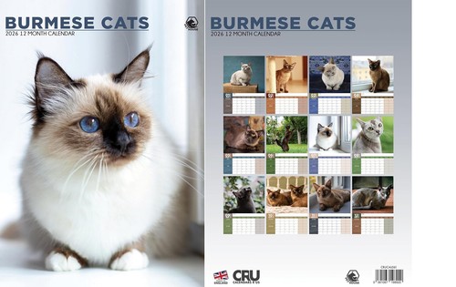 Burmese cats 2026 - cats, calendar