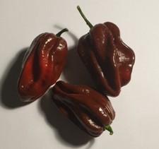 20 semi di Peperoncino