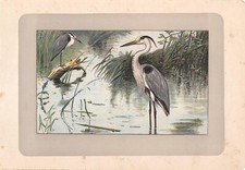 Stampa antica UCCELLI AIRONE