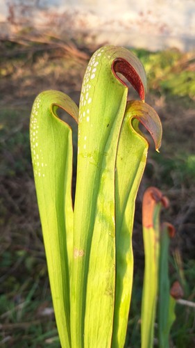 Minor var okefenokeensis adult - minor,