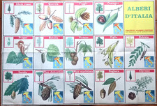 ALBERI D'ITALIA -Tavola all