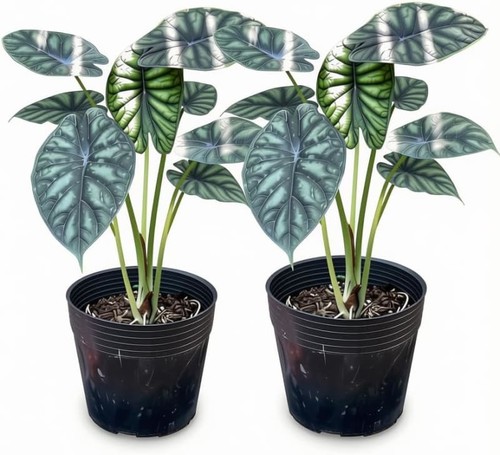Alocasia dragon scale live - dragon,