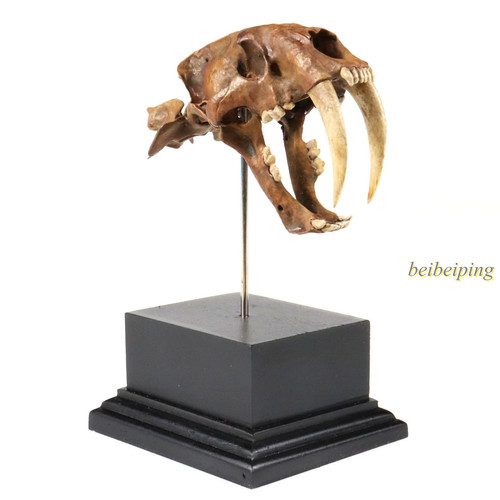 Statua teschio fossile