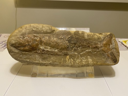 Fossile pesce - fossile,