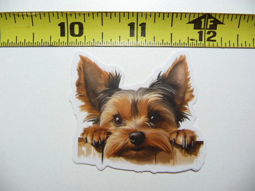 Peeking yorkie yorkshire - yorkie,