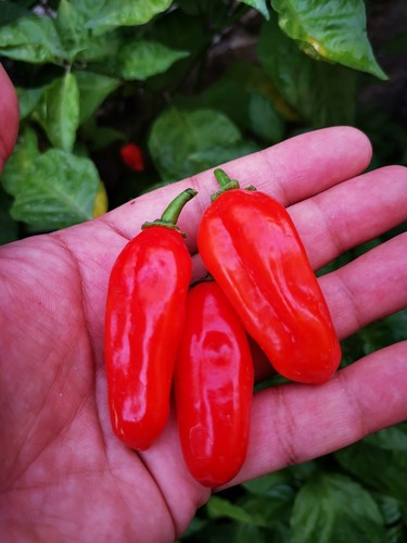 Semi habalokia red - semi, di