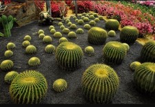 10 semi  di Echinocactus