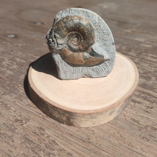 Fossili ammonite di - ammonite,