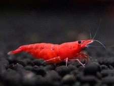 Lotto 10x neocaridine caridina - 10x,