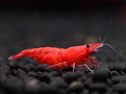 Lotto 10x neocaridine caridina - lotto,