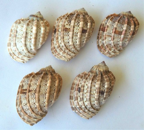 Cinque conchiglie harpa - cinque,