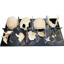 Modello Anatomico Di Cranio Da Studio In Resina Sezionato