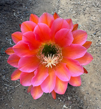 Cereus hybrid cactus - (8),
