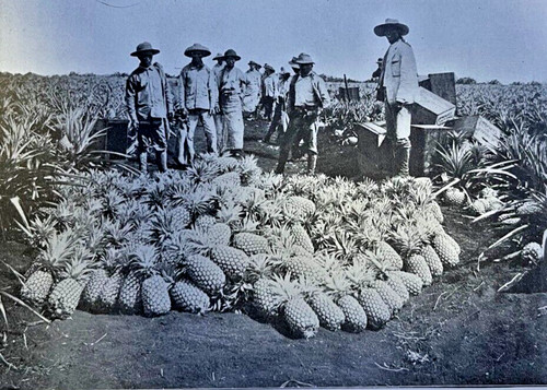 1917 campi ananas delle - 1917,