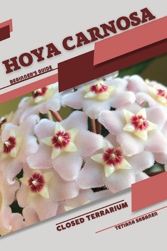 Hoya carnosa closed - hoya,