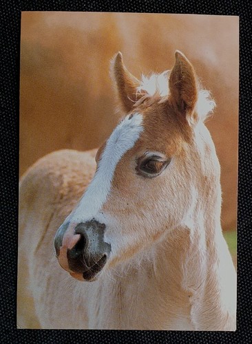 Cartolina cavalli - cavalli,,