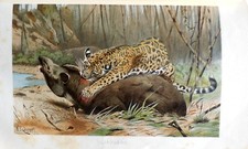 A.E.BREHM THE LIFE OF