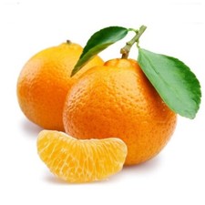 Pianta Albero MANDARINO COMUNE