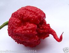 50  SEMI DI CAROLINA REAPER  il peperoncino piu piccante al mondo  very hot