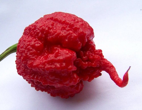 Semi carolina reaper - 50, di