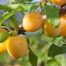 Pianta di susino: varietà Sun