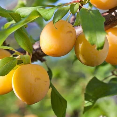 Pianta susino varietà sun - di,