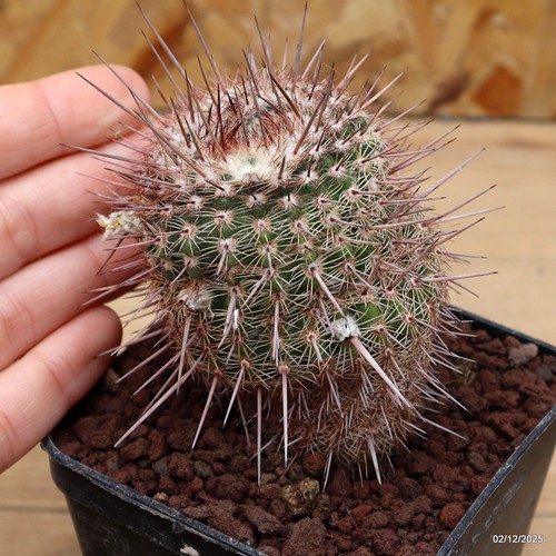 Notocactus eugeniae vaso - vaso, 8