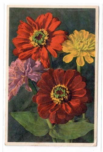 11932 compleanno zinnia - -, *