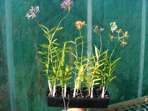 Epidendrum radicans lot - epidendrum, 5