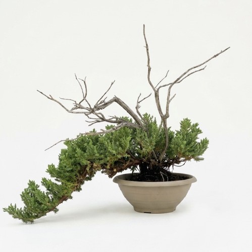 Bonsai ginepro tanuki - bonsai,